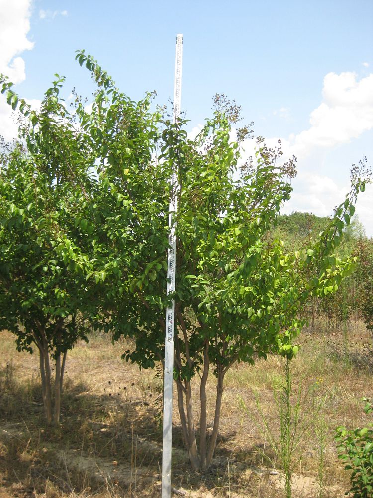 lagerstroemia-fauriei-muskogee-japanese-crape-myrtle