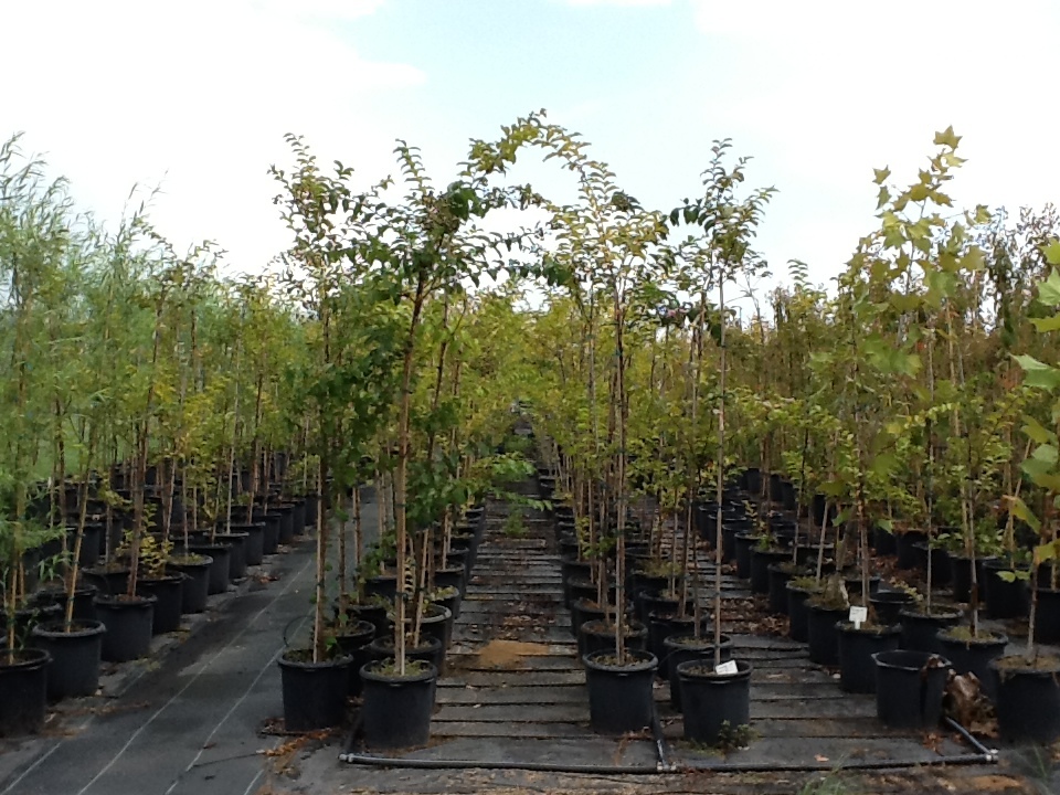 lagerstroemia-fauriei-muskogee-japanese-crape-myrtle