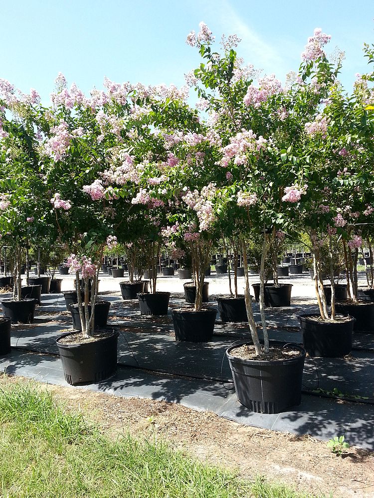 lagerstroemia-fauriei-muskogee-japanese-crape-myrtle