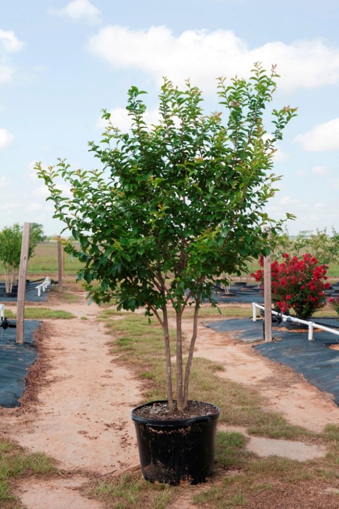 lagerstroemia-fauriei-muskogee-japanese-crape-myrtle