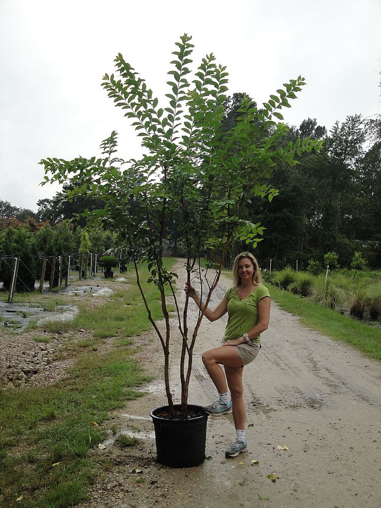 lagerstroemia-fauriei-muskogee-japanese-crape-myrtle