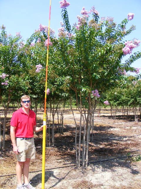 lagerstroemia-fauriei-muskogee-japanese-crape-myrtle