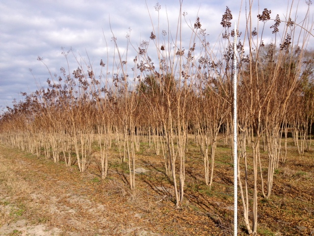 lagerstroemia-fauriei-muskogee-japanese-crape-myrtle