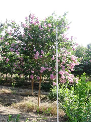 lagerstroemia-fauriei-muskogee-japanese-crape-myrtle