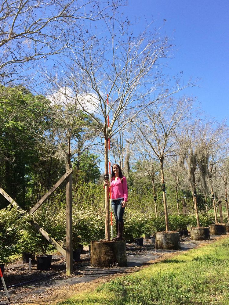 lagerstroemia-fauriei-muskogee-japanese-crape-myrtle