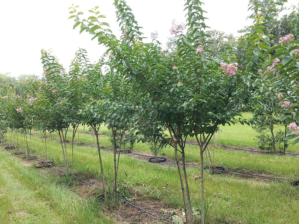 lagerstroemia-fauriei-muskogee-japanese-crape-myrtle