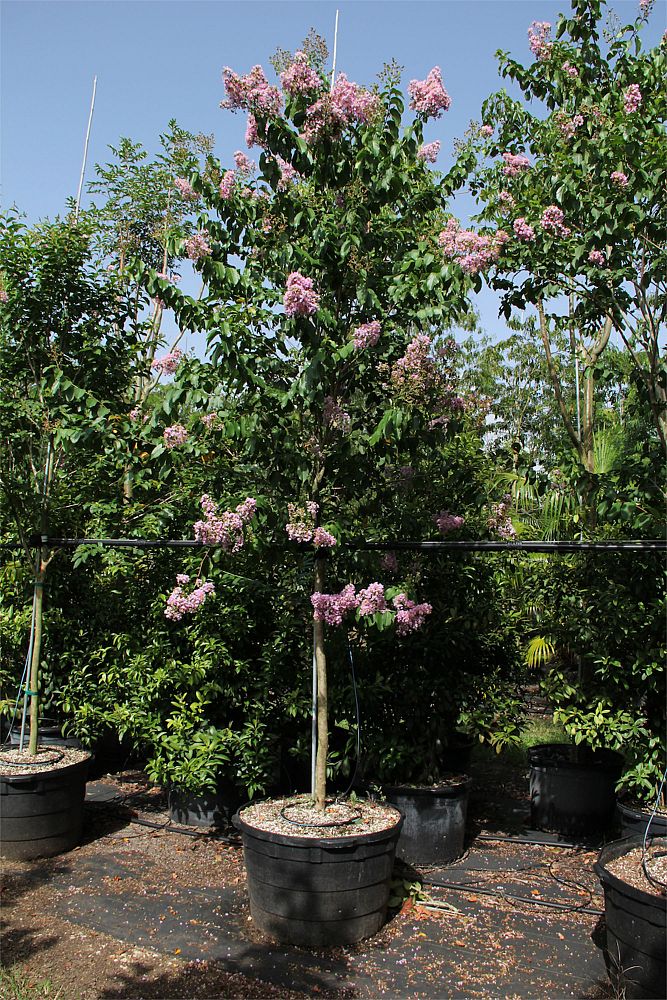 lagerstroemia-fauriei-muskogee-japanese-crape-myrtle