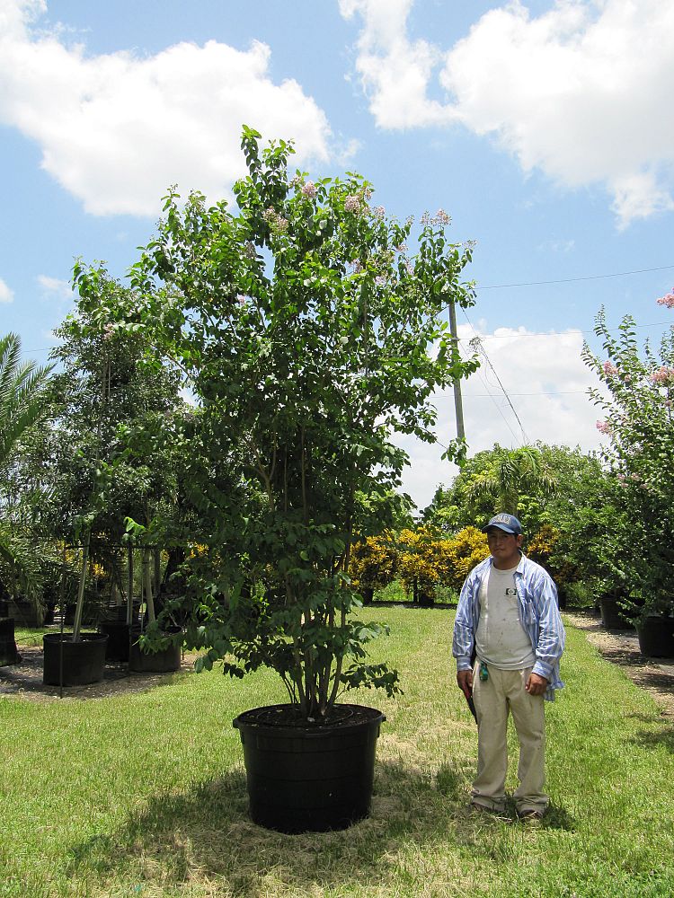 lagerstroemia-fauriei-muskogee-japanese-crape-myrtle
