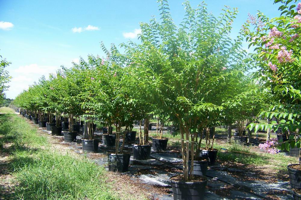 lagerstroemia-fauriei-muskogee-japanese-crape-myrtle