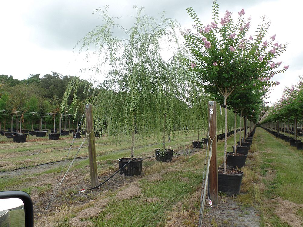 lagerstroemia-fauriei-muskogee-japanese-crape-myrtle