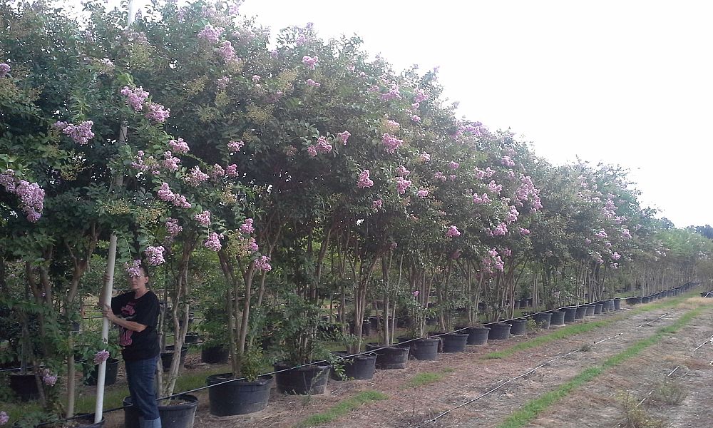 lagerstroemia-fauriei-muskogee-japanese-crape-myrtle