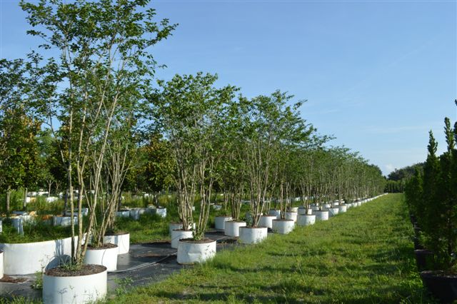 lagerstroemia-fauriei-muskogee-japanese-crape-myrtle
