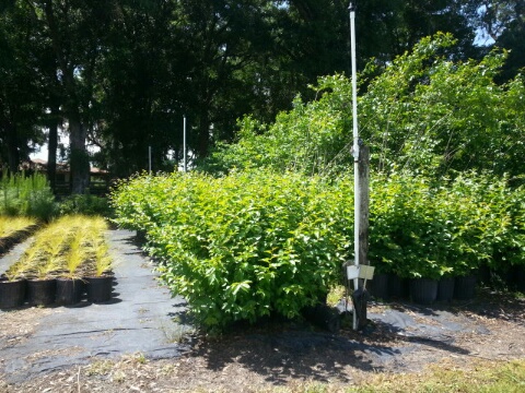 lagerstroemia-fauriei-muskogee-japanese-crape-myrtle