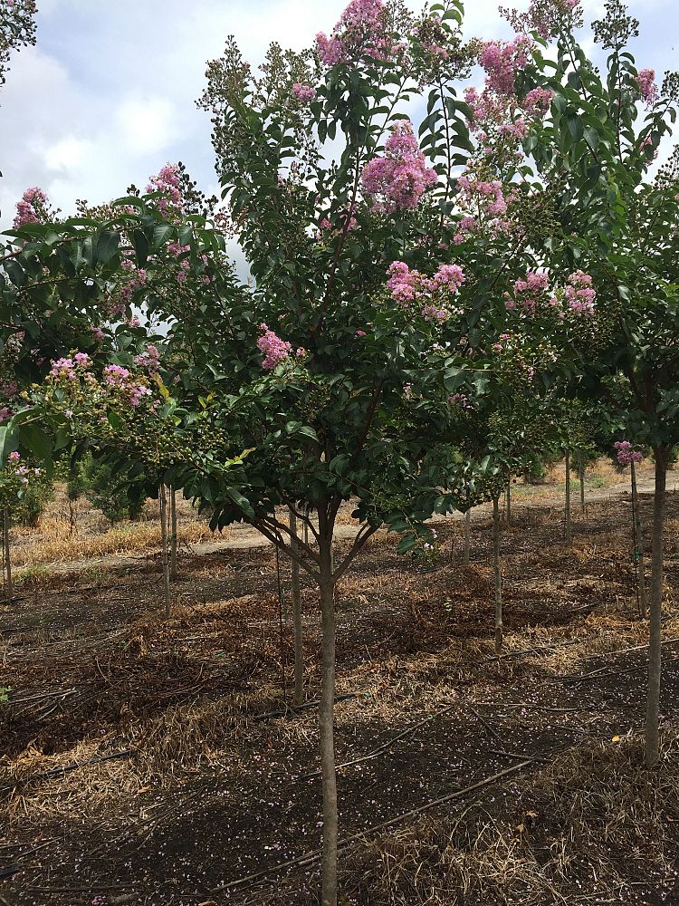 lagerstroemia-fauriei-muskogee-japanese-crape-myrtle