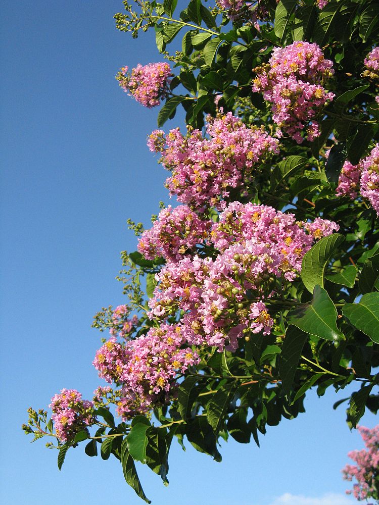 lagerstroemia-fauriei-muskogee-japanese-crape-myrtle