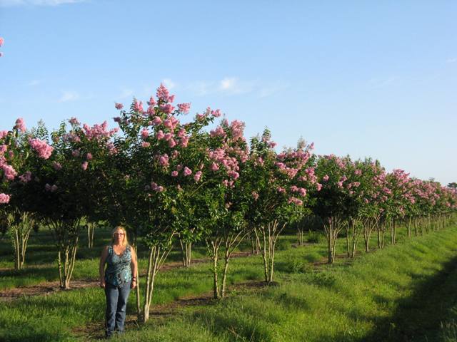 lagerstroemia-fauriei-muskogee-japanese-crape-myrtle
