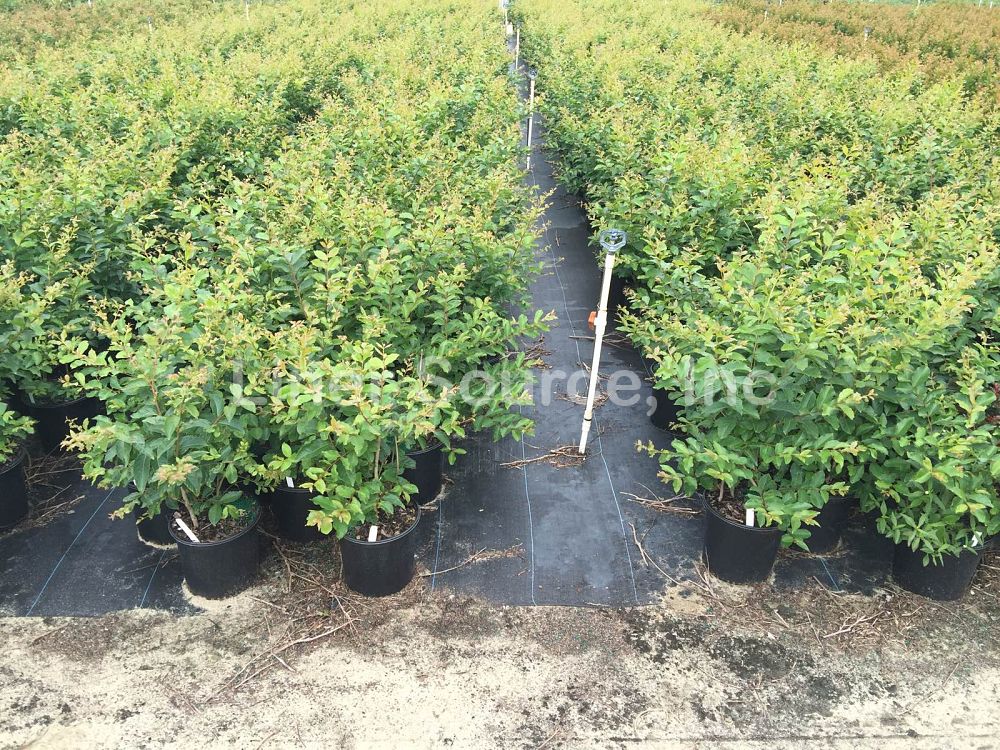 lagerstroemia-fauriei-muskogee-japanese-crape-myrtle