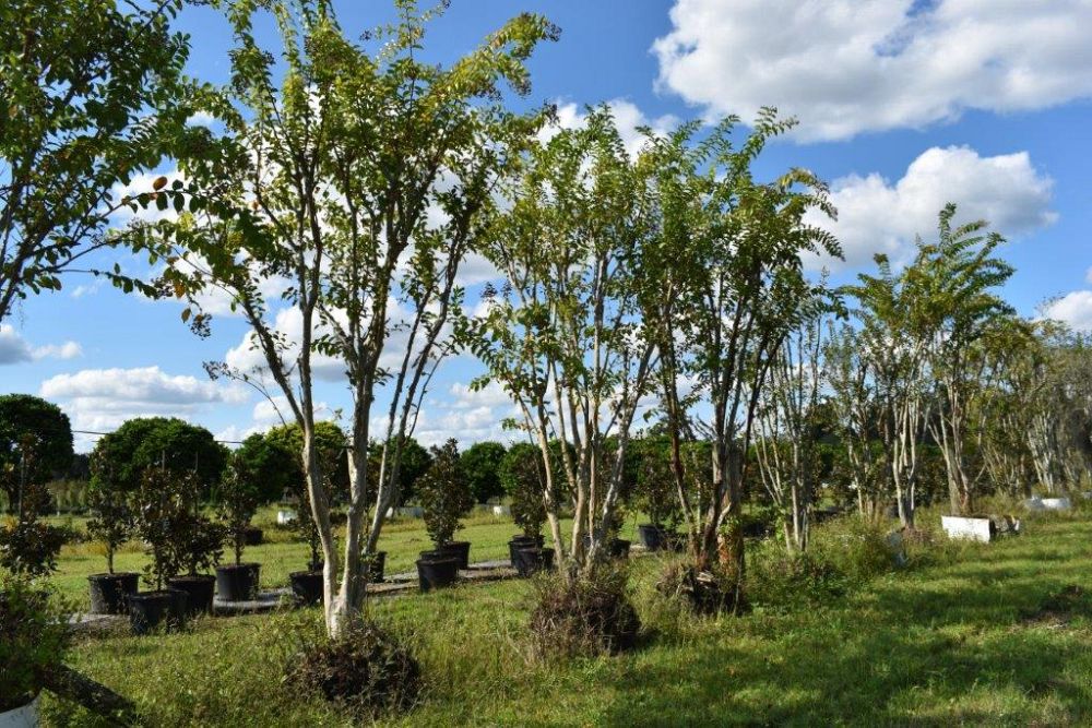 lagerstroemia-fauriei-muskogee-japanese-crape-myrtle