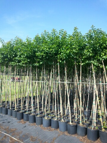 lagerstroemia-fauriei-muskogee-japanese-crape-myrtle