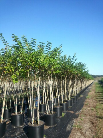 lagerstroemia-fauriei-muskogee-japanese-crape-myrtle