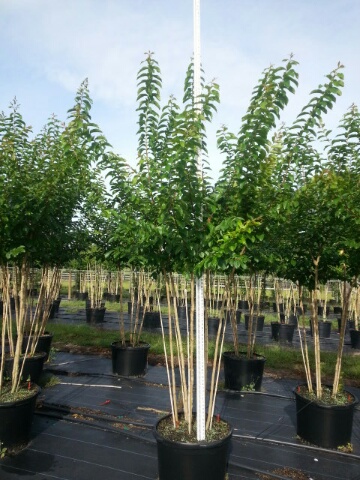 lagerstroemia-fauriei-muskogee-japanese-crape-myrtle