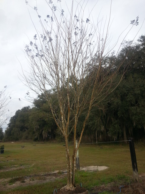 lagerstroemia-fauriei-muskogee-japanese-crape-myrtle