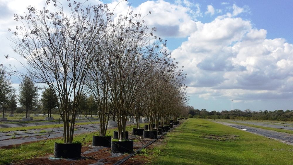 lagerstroemia-fauriei-muskogee-japanese-crape-myrtle