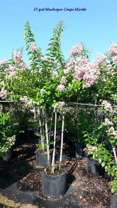lagerstroemia-fauriei-muskogee-japanese-crape-myrtle