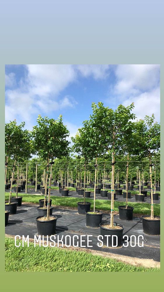 lagerstroemia-fauriei-muskogee-japanese-crape-myrtle