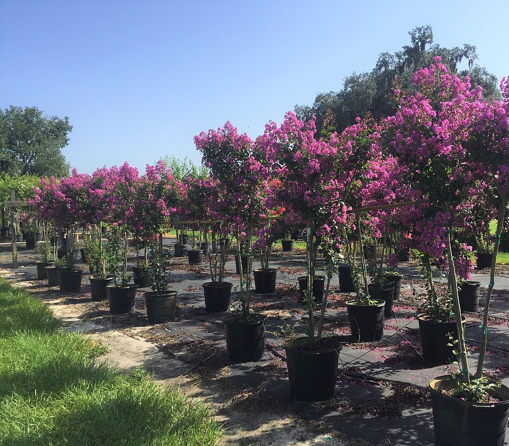 lagerstroemia-fauriei-muskogee-japanese-crape-myrtle