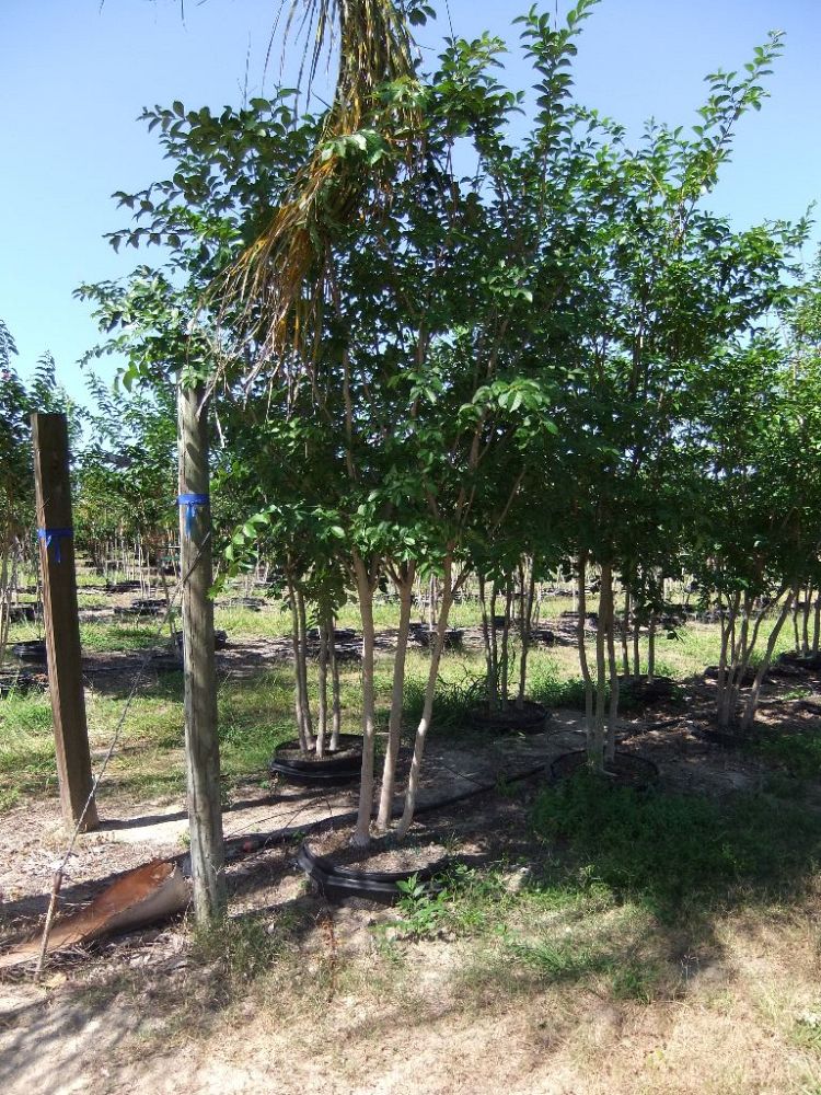lagerstroemia-fauriei-muskogee-japanese-crape-myrtle