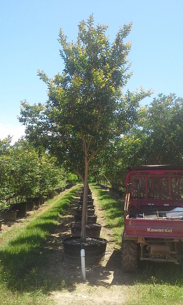 lagerstroemia-fauriei-muskogee-japanese-crape-myrtle