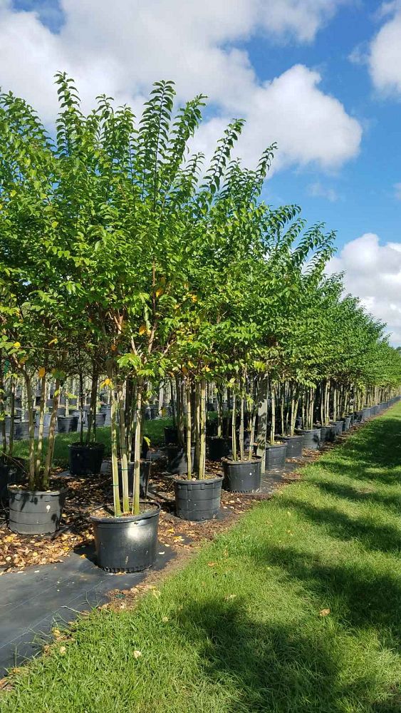 lagerstroemia-fauriei-muskogee-japanese-crape-myrtle