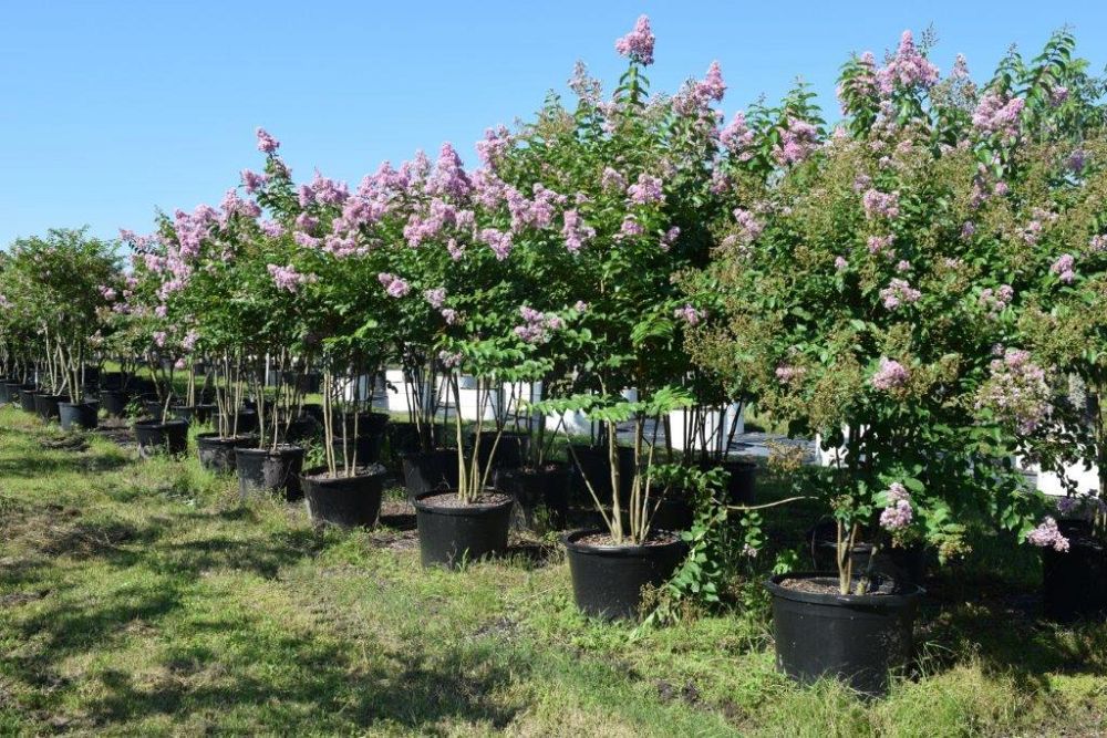 lagerstroemia-fauriei-muskogee-japanese-crape-myrtle