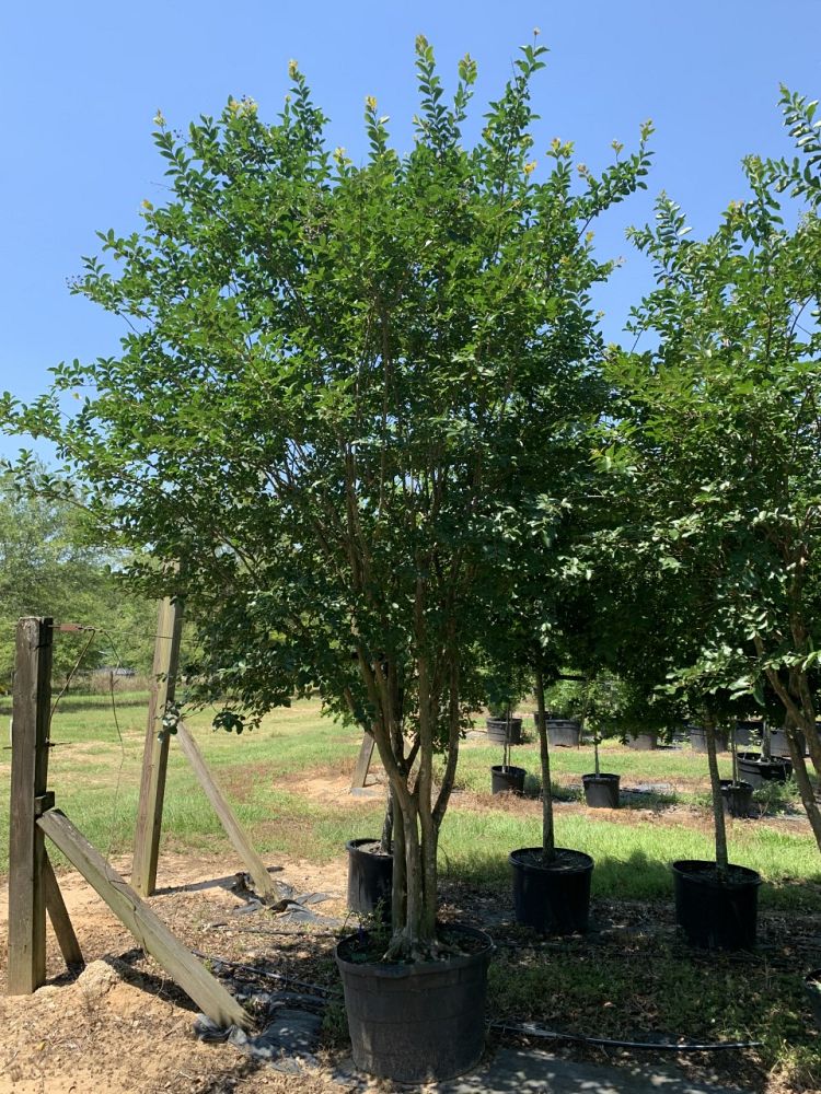 lagerstroemia-fauriei-muskogee-japanese-crape-myrtle