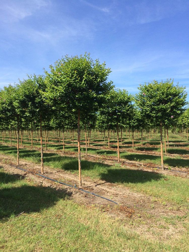 lagerstroemia-fauriei-muskogee-japanese-crape-myrtle