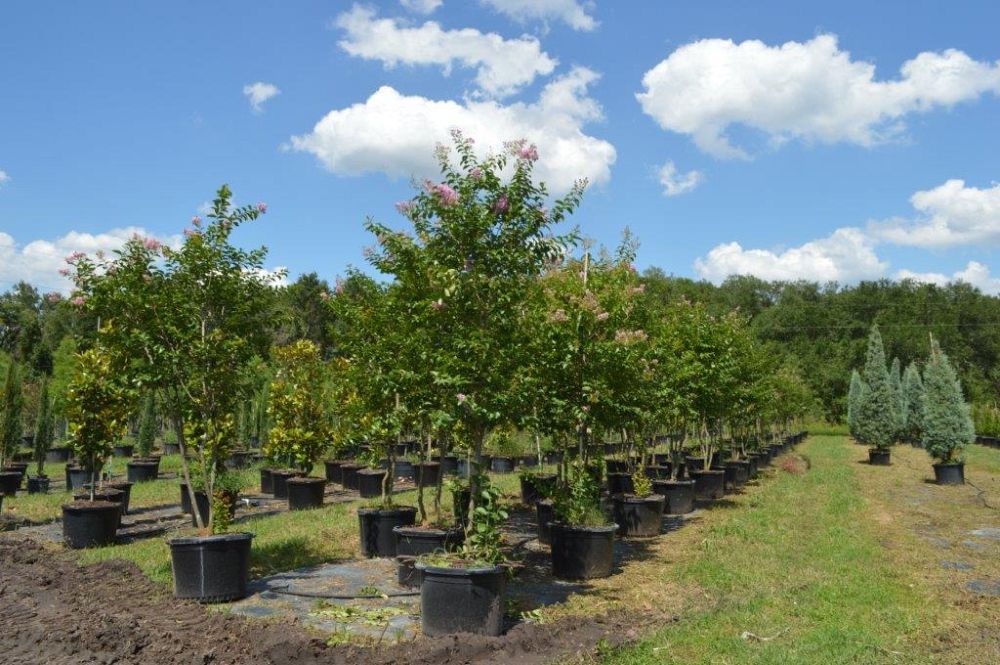lagerstroemia-fauriei-muskogee-japanese-crape-myrtle
