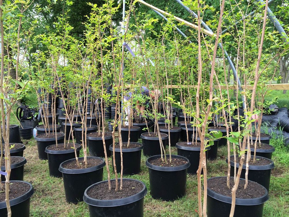 lagerstroemia-fauriei-muskogee-japanese-crape-myrtle