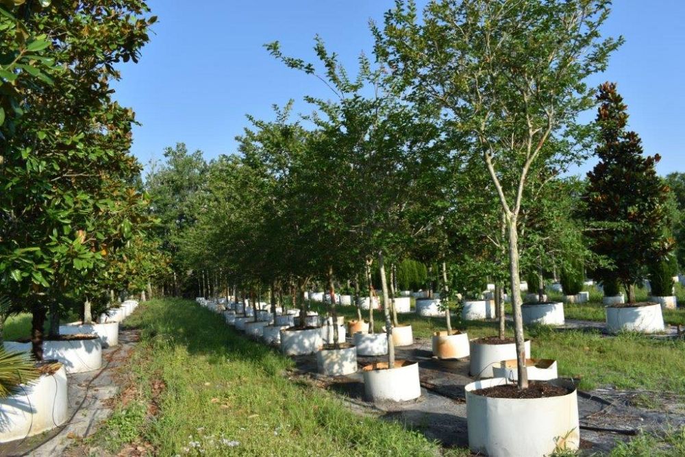 lagerstroemia-fauriei-muskogee-japanese-crape-myrtle