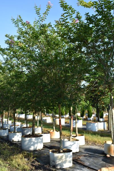 lagerstroemia-fauriei-muskogee-japanese-crape-myrtle
