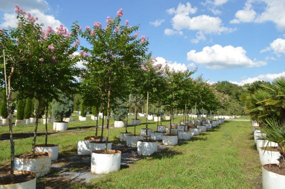 lagerstroemia-fauriei-muskogee-japanese-crape-myrtle