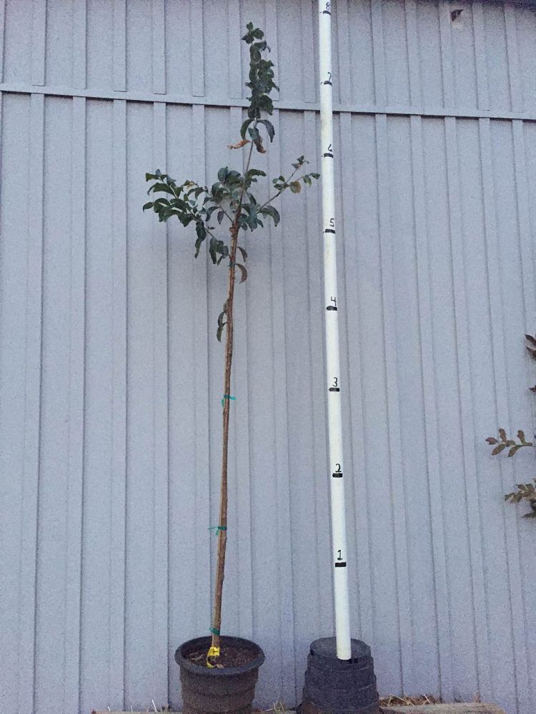 lagerstroemia-fauriei-muskogee-japanese-crape-myrtle