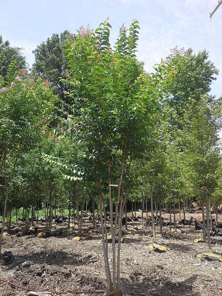lagerstroemia-fauriei-muskogee-japanese-crape-myrtle