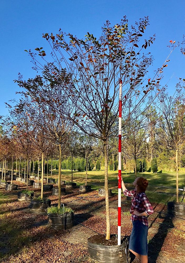 lagerstroemia-fauriei-muskogee-japanese-crape-myrtle