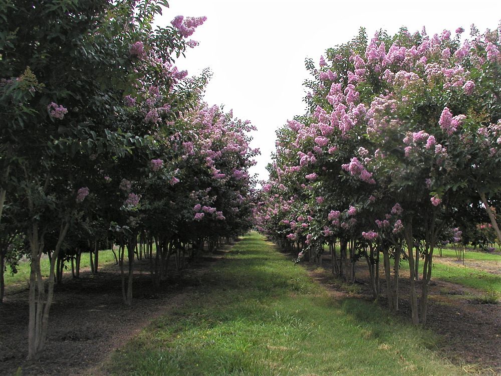 lagerstroemia-fauriei-muskogee-japanese-crape-myrtle