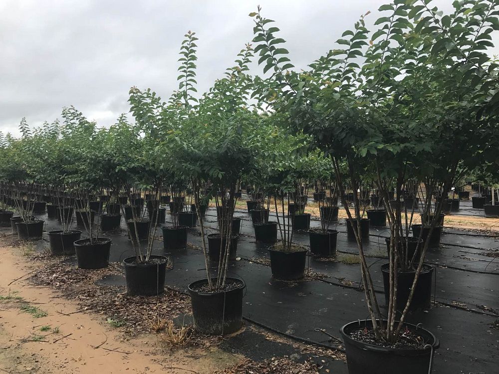 lagerstroemia-fauriei-muskogee-japanese-crape-myrtle