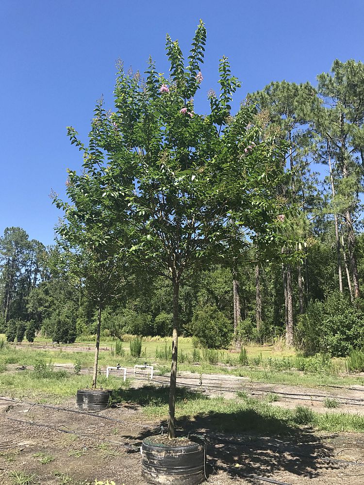 lagerstroemia-fauriei-muskogee-japanese-crape-myrtle