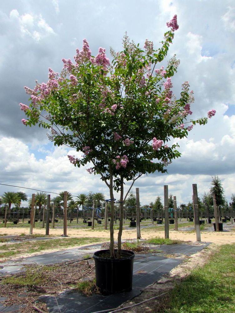 lagerstroemia-fauriei-muskogee-japanese-crape-myrtle