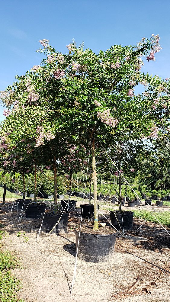 lagerstroemia-fauriei-muskogee-japanese-crape-myrtle