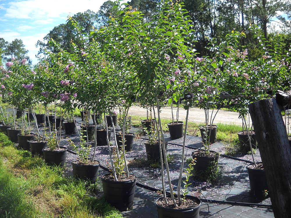 lagerstroemia-fauriei-muskogee-japanese-crape-myrtle